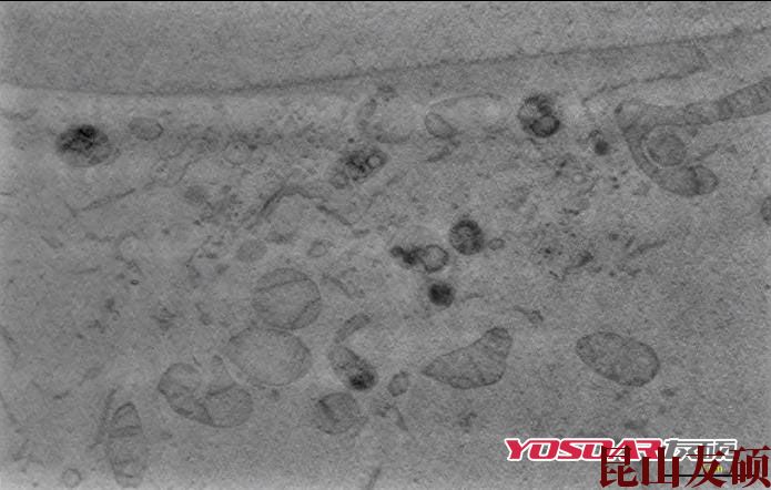 浦东蔡司双束电镜